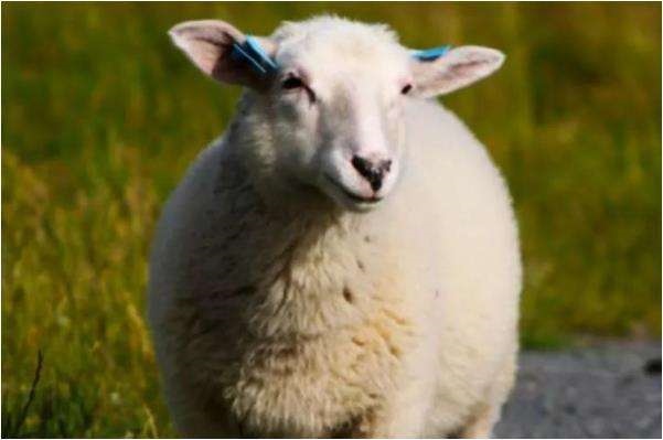 003年属羊女好吗，2003年羊属于什么命"