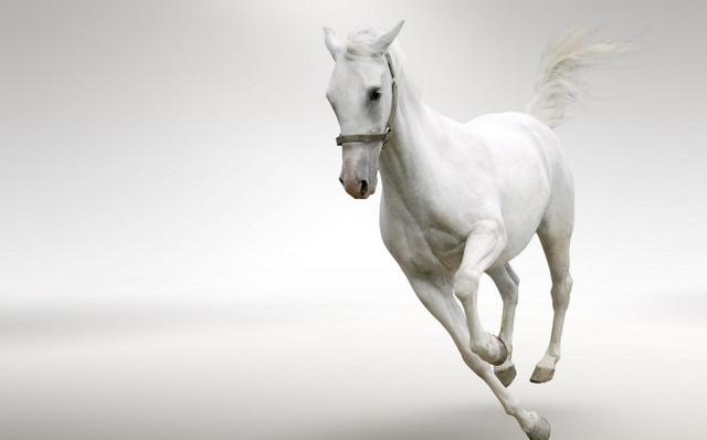 属马女配什么属相最旺，1990年属马的姻缘