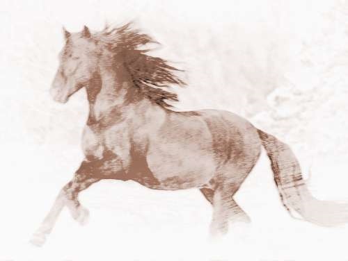 属马的和属马的合不合，属马女与属马的女和不和