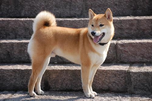 家里适合养什么颜色的狗，什么颜色的土狗更好