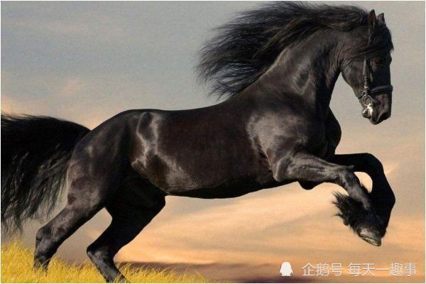 属马的男性和什么属相最配,属马人离不开的两个贵人是谁