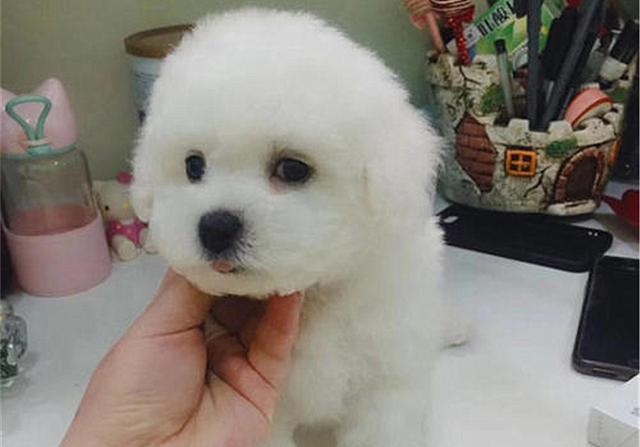 2年水狗命什么颜色好，82年属狗人三大坎"