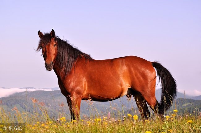 属马的是哪一年出生的年，六十多岁属马是哪一年出生的