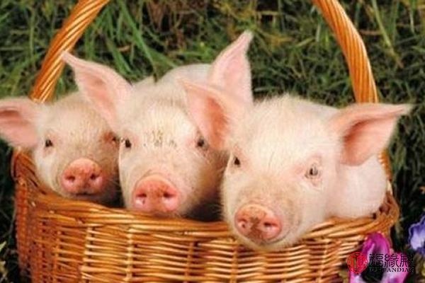 991年属羊的姻缘在哪年，羊人那年结婚更好"