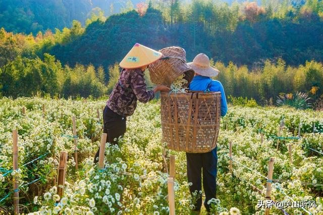 5岁转运还是36岁转运，1985属牛36岁逢九年"