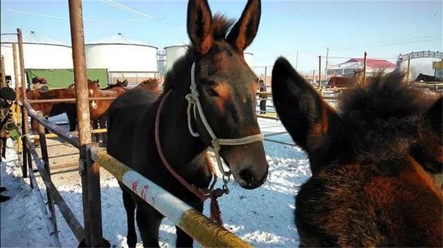 马和骡子生的是什么，为什么要繁殖骡子