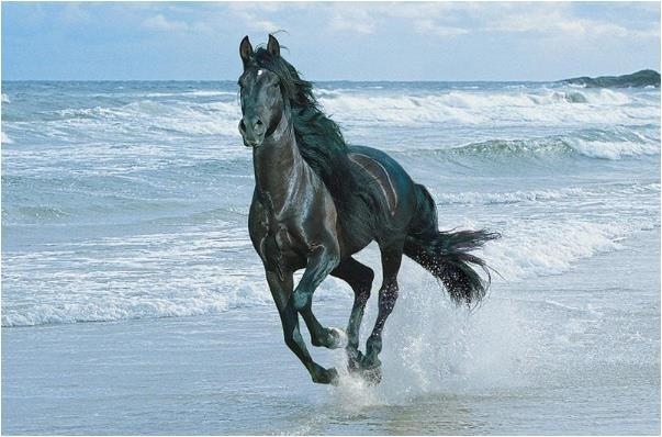 978年的马是什么命，1978年属马2022