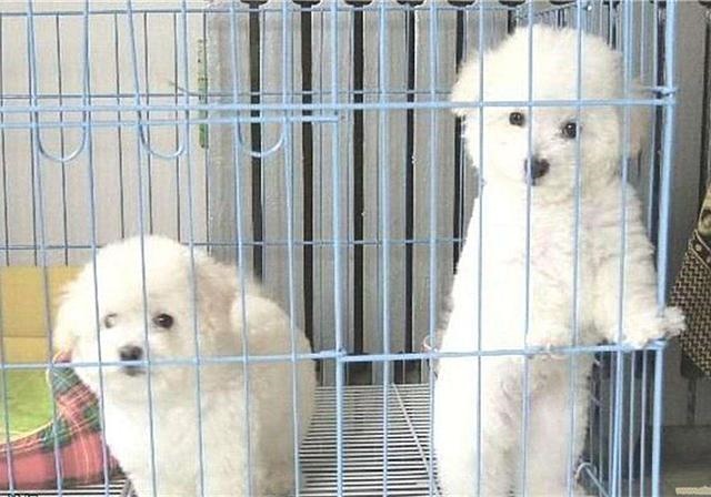 2年水狗命什么颜色好，82年属狗人三大坎"