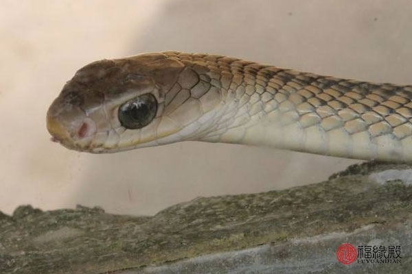 土蛇和火羊结合怎么样，土羊木蛇在一起好吗