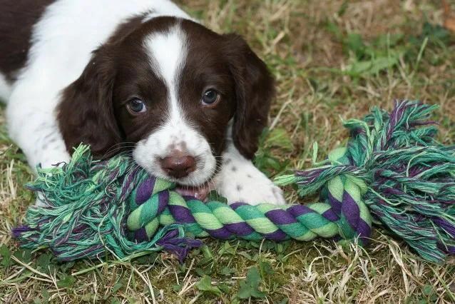 4年狗的命运，94年属狗女姻缘"