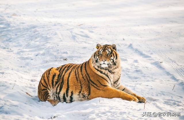 戴老虎有什么讲究，老虎玉坠有什么寓意