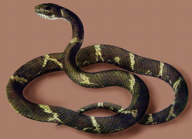 蛇和什么属相相配更好,属蛇的和什么属相最配