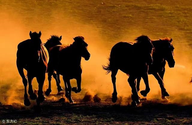 属马人什么年份顺利，1990属马更佳结婚年龄