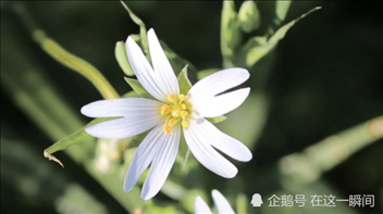 7年属蛇2022年桃花运如何，1977年的蛇男在2022年桃花"