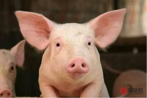 5属猪姻缘何时到，2022