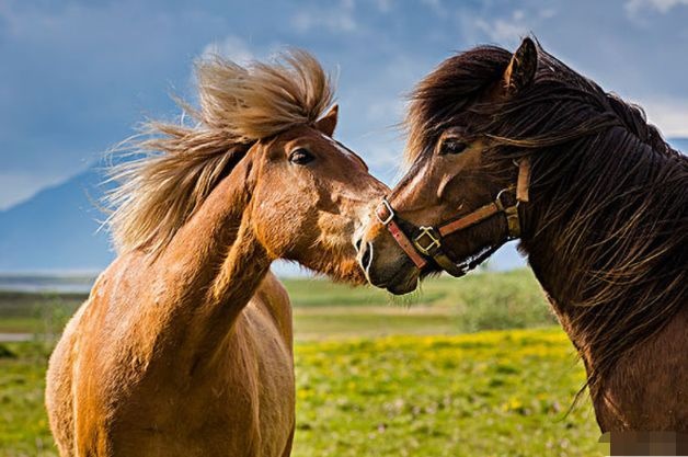 看看属马人今年的运气怎么样，2022 年属马的命运怎么样