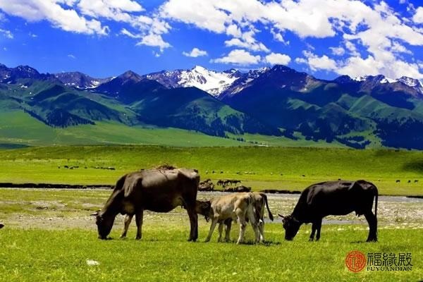 属牛的属相合不合，1997属牛的婚姻和命运