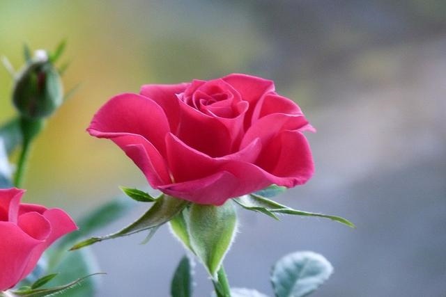 022年最旺的星座，2022运势好到爆的星座"