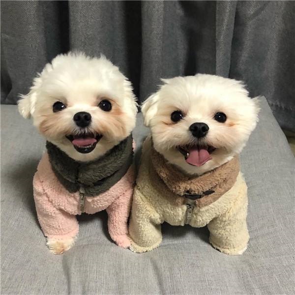 0年属狗女2022年运势，70年属狗女2022年每月运程"