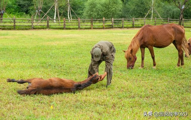 牛跟马属相合不合亲人，马和牛在一起有财运吗