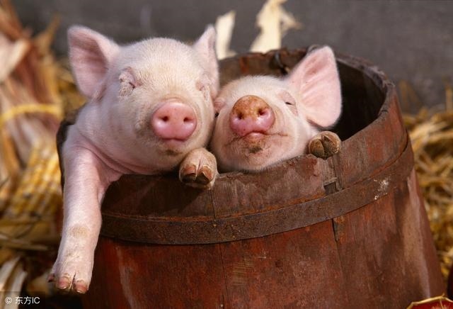 婚姻属相配对表，属相与婚配对照表