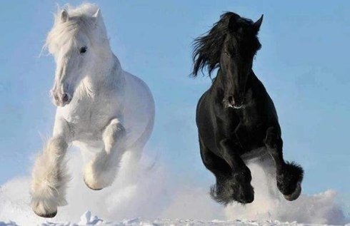 978年属马运势，1978属马人一生运势"