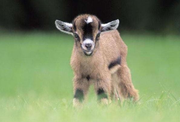 003年属羊男更佳配偶，2003年属什么的更佳配偶"