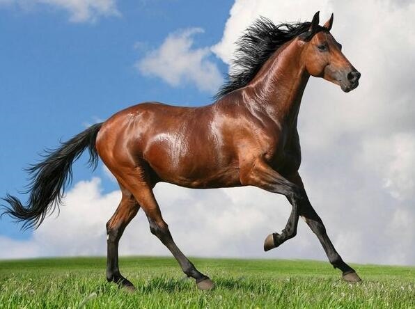 022年属马人的运程怎样，2022