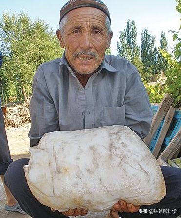 太岁一般都生长在哪里，太岁从哪里生出来的