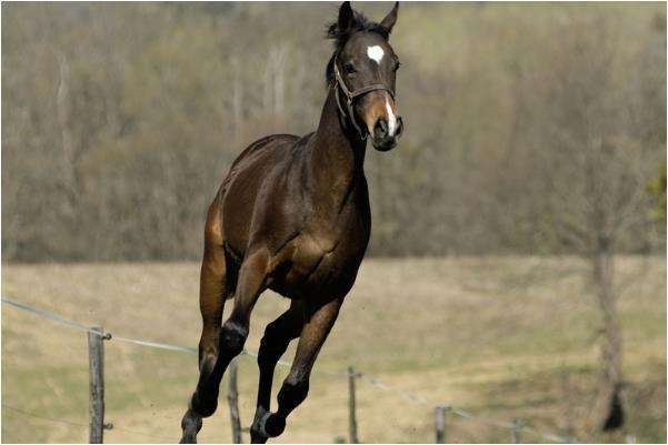 8年属马人的命运,属马1978年44岁走大运"