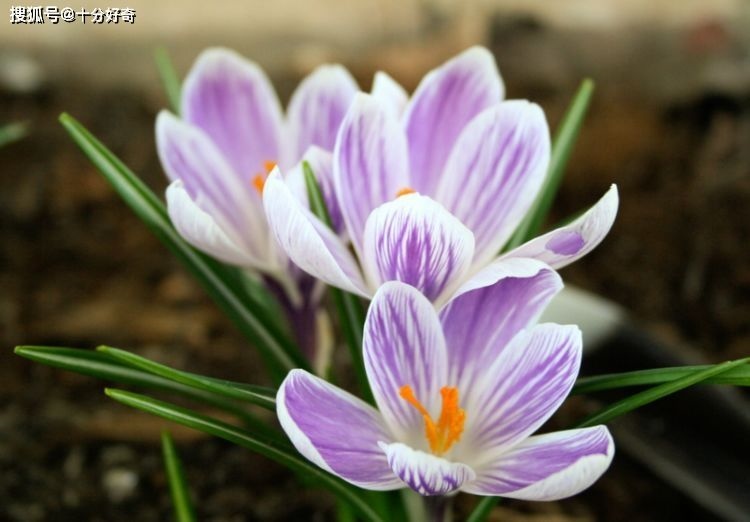 属蛇男今年2022有桃花吗，1977年属蛇人2022 年运势