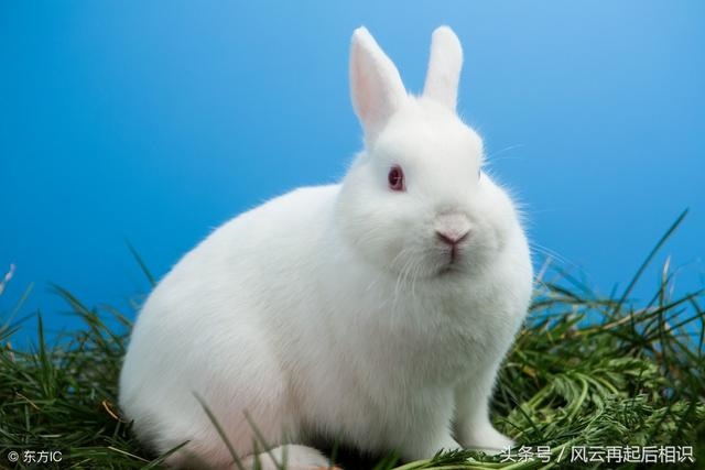 属兔和属什么的相克，属兔和什么属相相冲相克相害