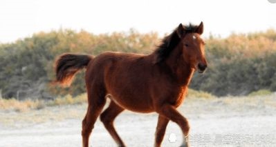 女属马和男属马合不合，属马女与属马的女和不和