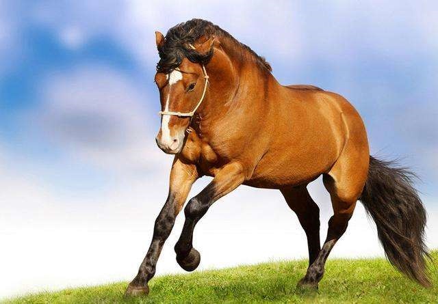属马和什么相配，属马的配什么更好