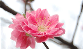 属鼠的四大桃花年,属鼠人的正桃花年是哪年