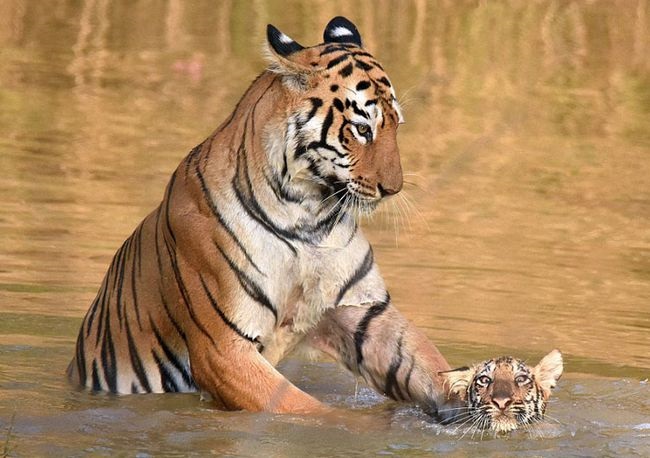 生肖虎2022年全年运势,2023年属虎人的全年运势