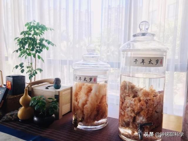 太岁一般都生长在哪里，太岁从哪里生出来的