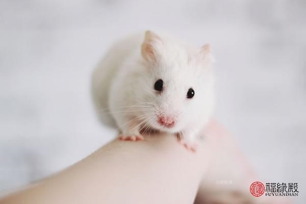 022年80岁是什么命,属猴40岁后有十年大运"