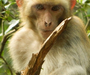 属猴和属马的人和吗，男马和女猴属相合不合