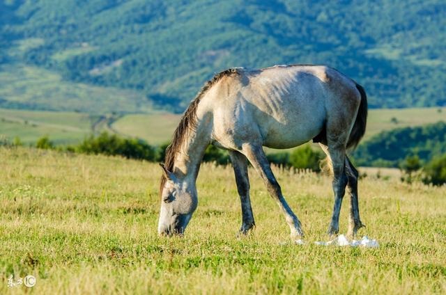 990年属马什么时候开始走运，90年属马什么时候顺利"