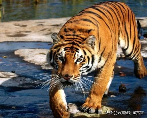 属虎人的克星是谁，属虎的克星是哪个属相