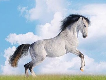 属马的情人注定是什么属相,属马的人遇到情人是不是真心