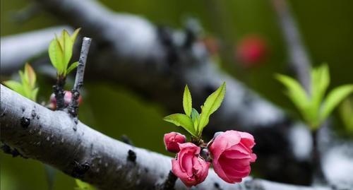 属马1990年什么时候有富贵，属马30岁后的运气