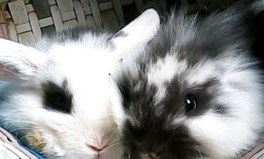 属兔一月到十二月的命运，87年属兔2022 年每月运势