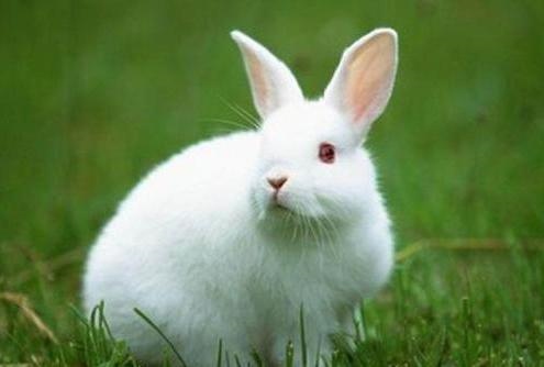 哪两个生肖做夫妻更好，更佳夫妻属相婚配表