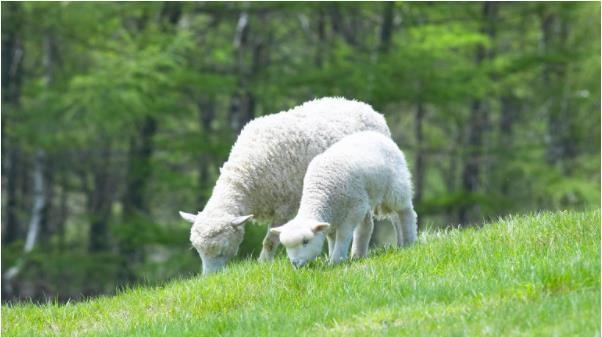 属羊人什么时候出生的人命好，哪个时辰出生的人更好命最富贵