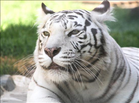 6年属虎本命年运势，1984年属鼠2022