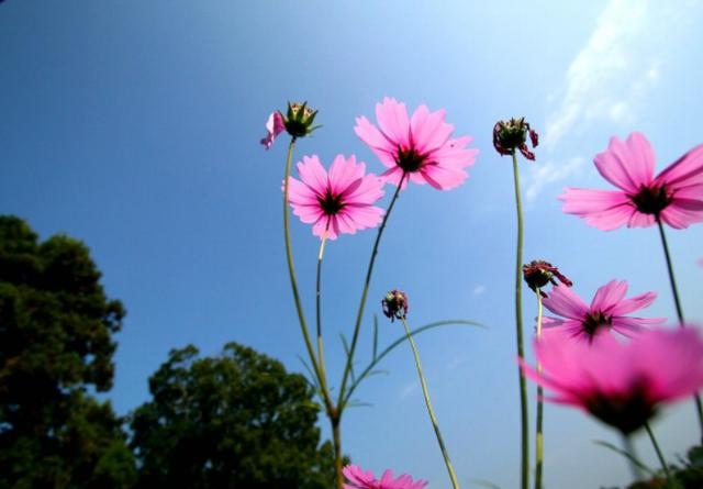 022年婚姻有磨难的生肖，十二生肖婚姻更佳搭配"