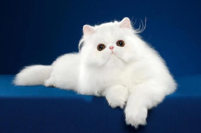 987年兔寿命断，属兔33岁鬼门关血光之灾87年"