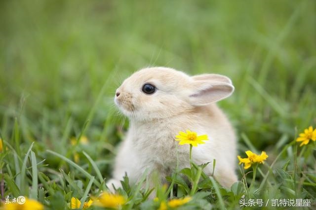 属兔人运势如何，属兔人2022 年运势